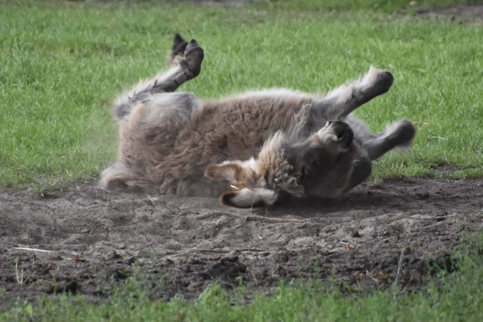 Lekker rollen... - Zoogdieren - 