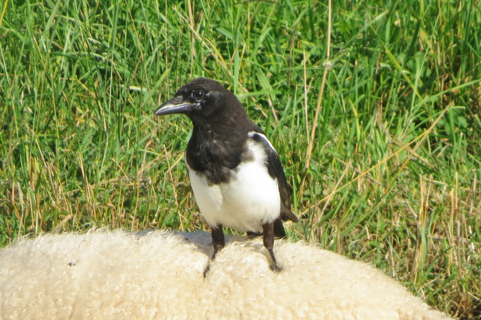 Lekker warme voetjes... - Vogels - 