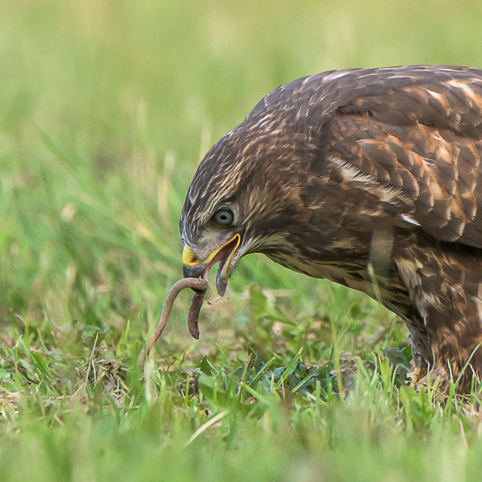 Lekker wormpje - Vogels - Buizerd
