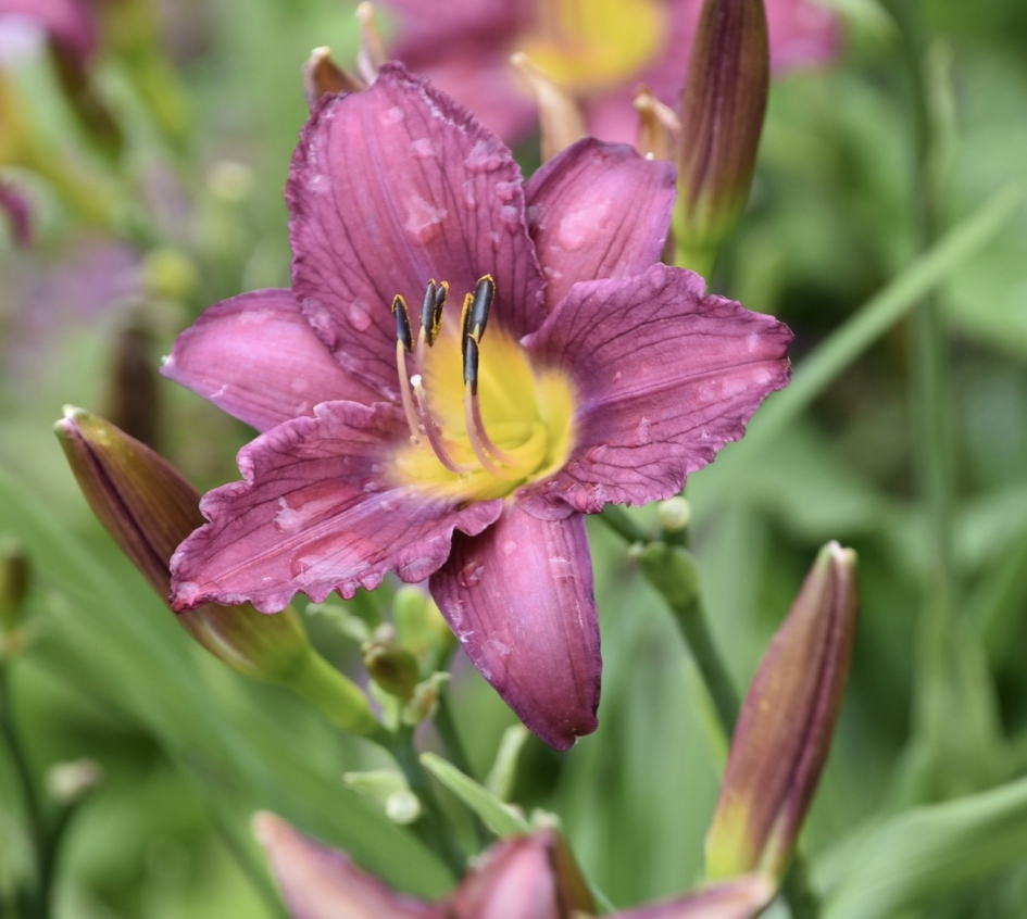 Hemerocallis (daglelie) - Planten - 