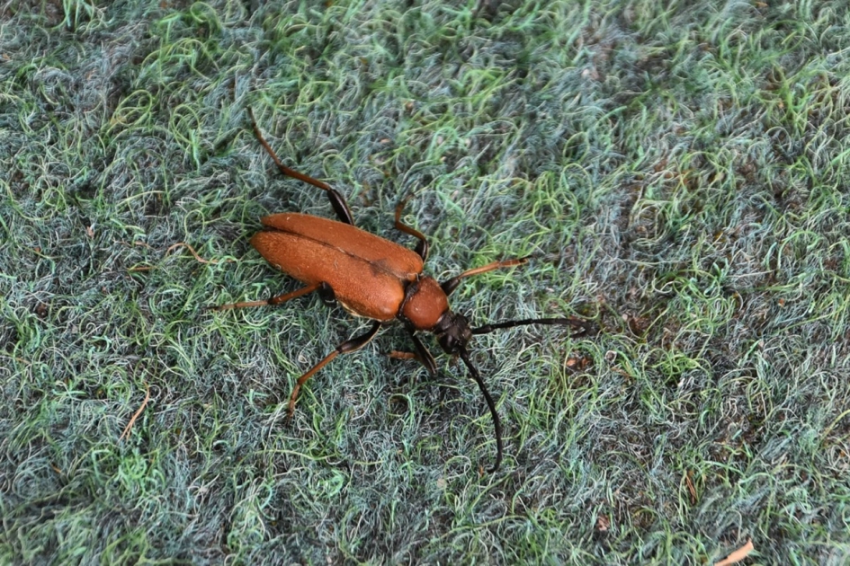 Gewone Smalboktor - Geleedpotigen - 