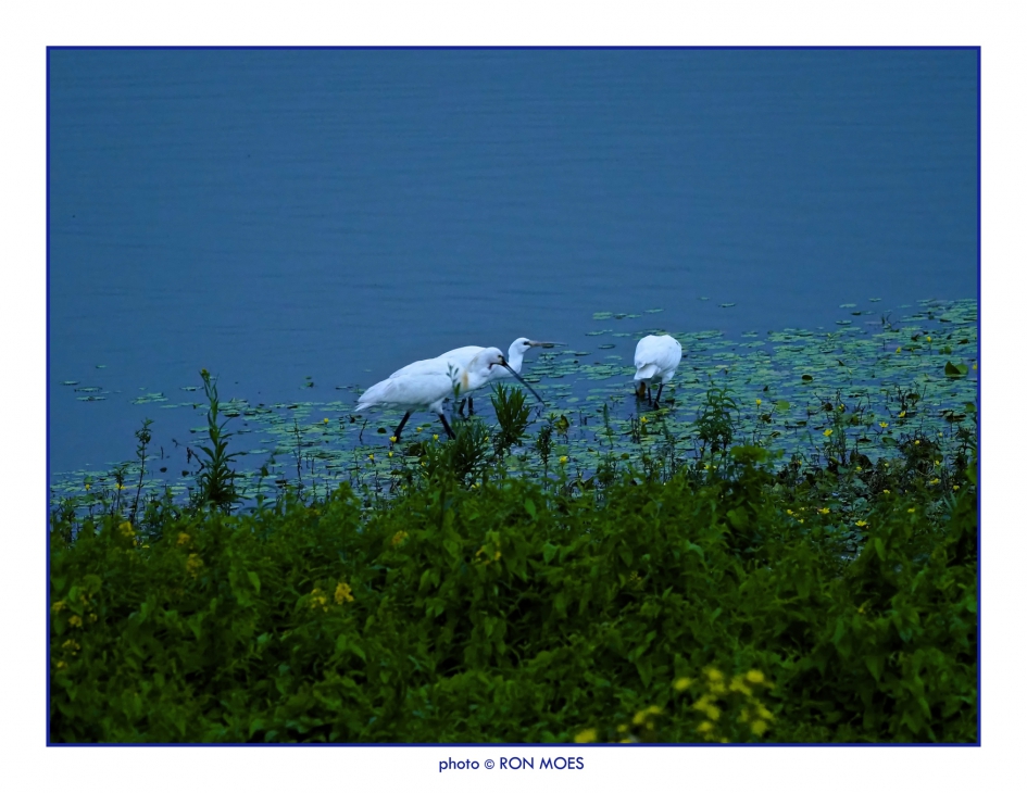 Lepelaar Vader en moeder met jong in hun midden - Vogels - Lepelaar