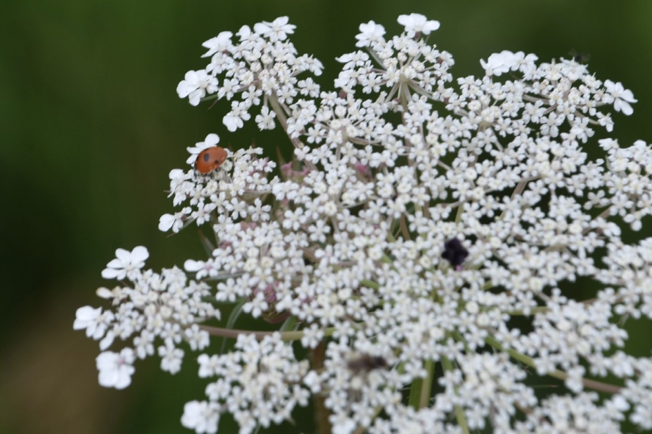 LHBtje op Peen - Planten - 