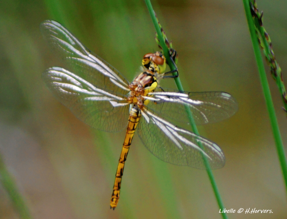 Libelle - Geleedpotigen - Libelle