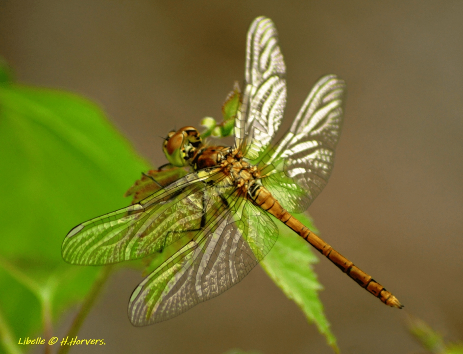 Libelle - Geleedpotigen - Libelle
