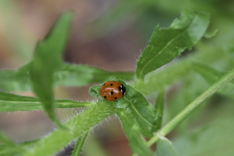 Lieveheersbeestje - Geleedpotigen - 