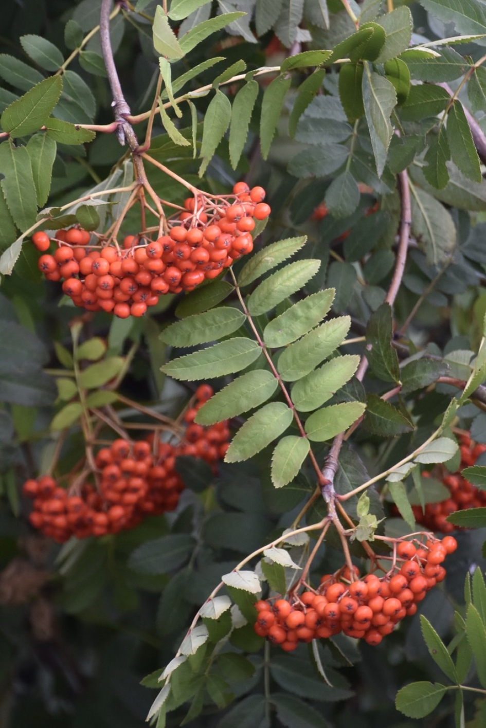 Lijsterbes - Planten - 