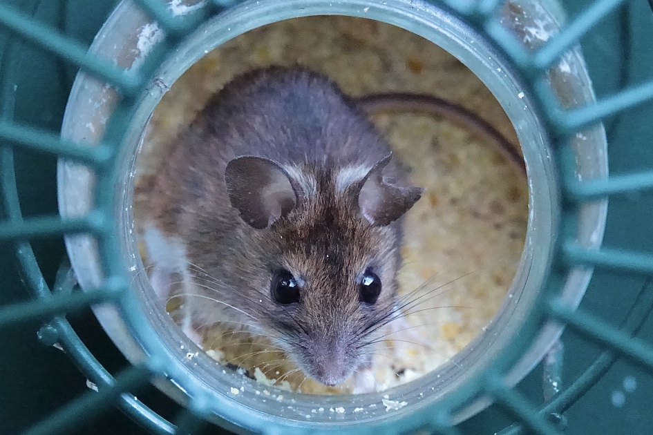 Likkepot - Zoogdieren - Bosmuis