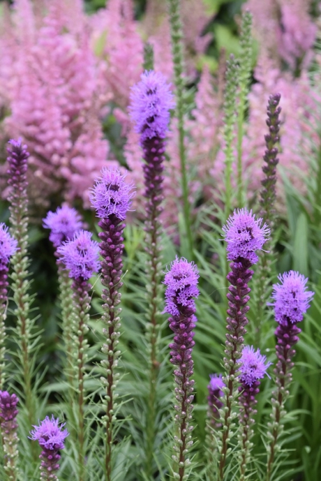 Liatris spicata
