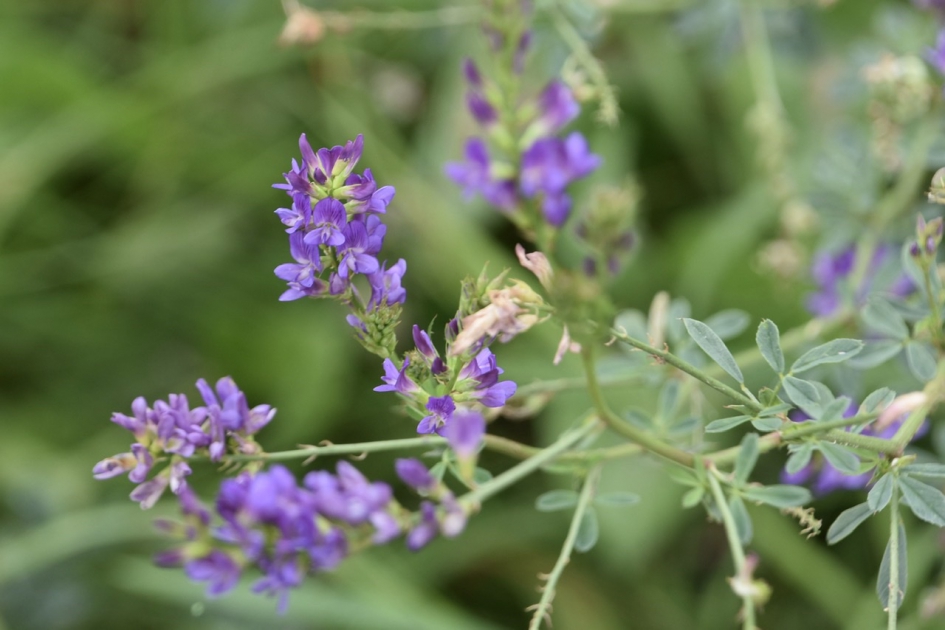 Lucerne klaver - Planten - 