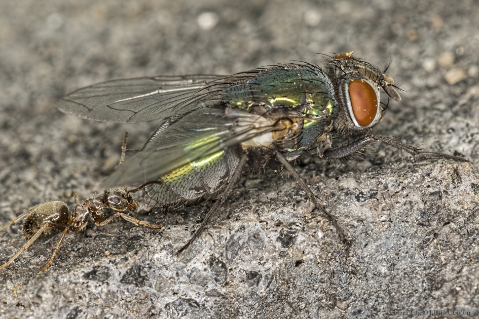 Melken? - Geleedpotigen - Mier/vlieg