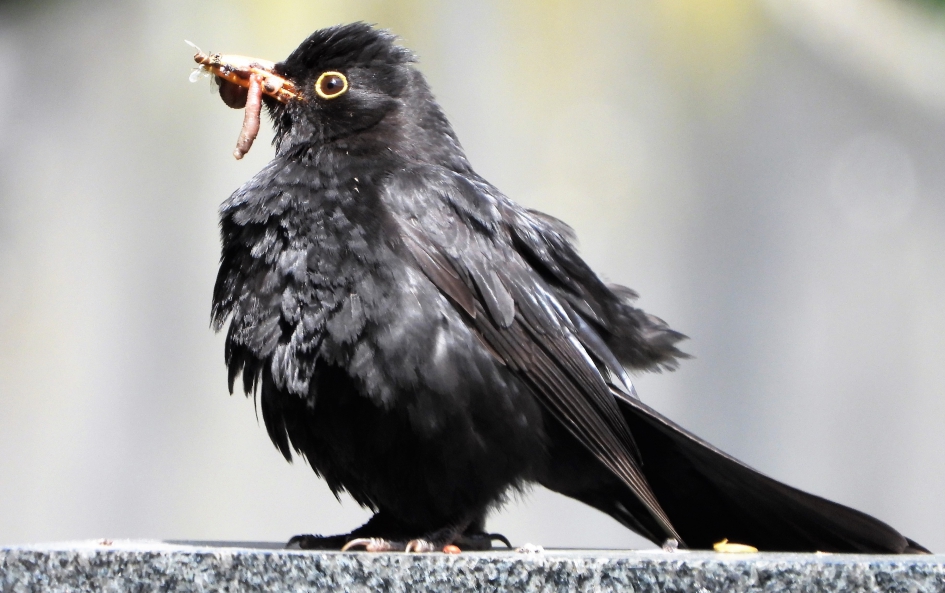 merel - Vogels - Merel