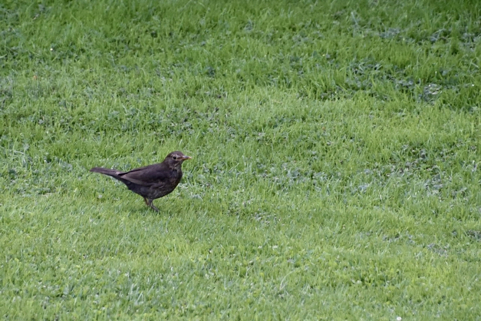 Merel (v) - Vogels - 