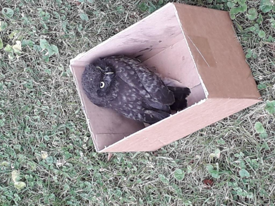 mevrouw de Uil op weg naar de vrijheid - Vogels - uil