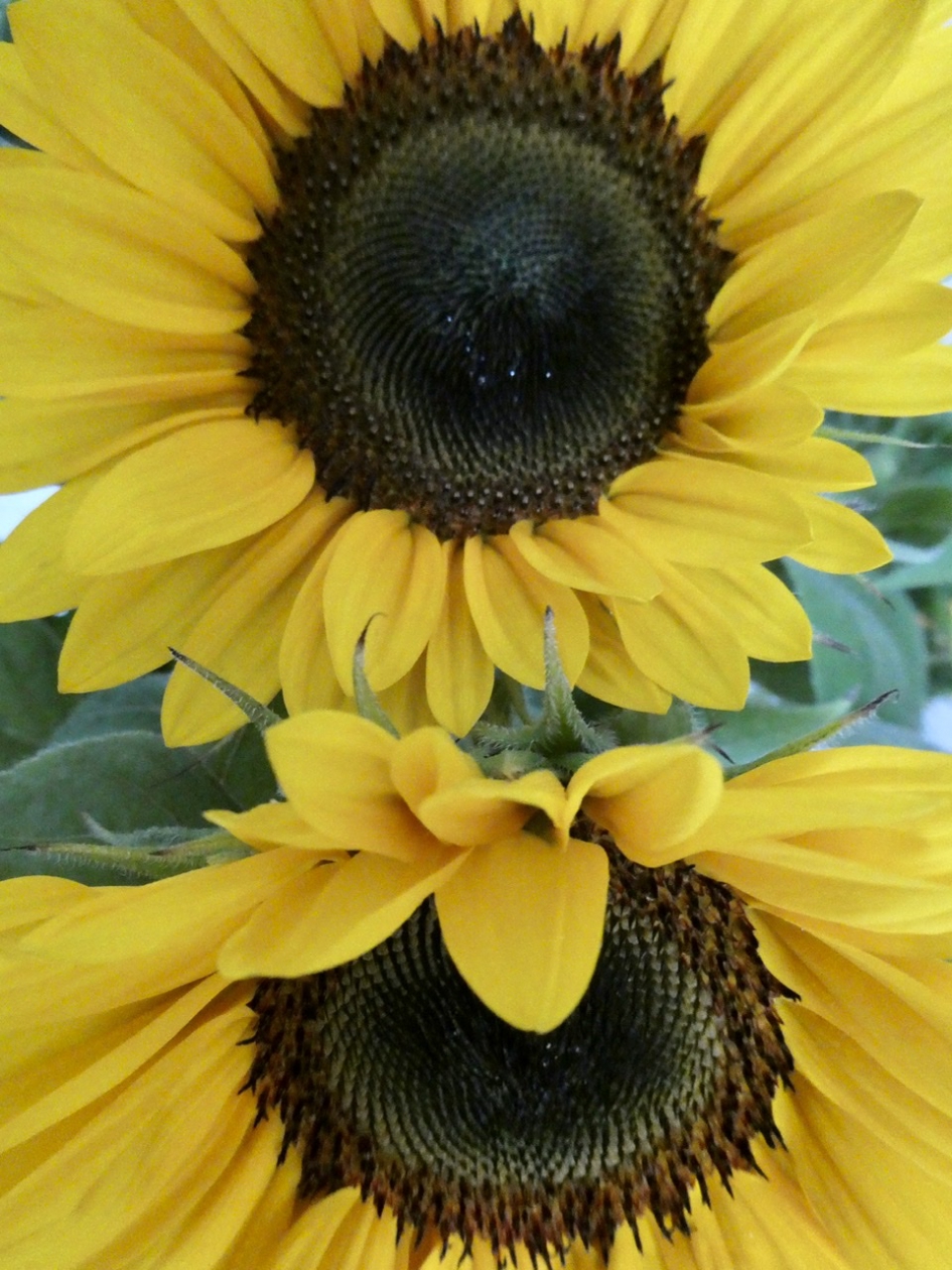 MH17 - Planten - Zonnebloem