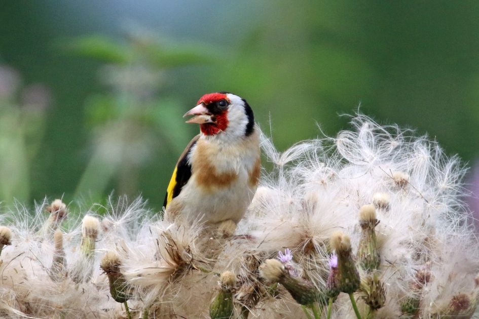 Mmmm, heerlijke zaden - Vogels - 