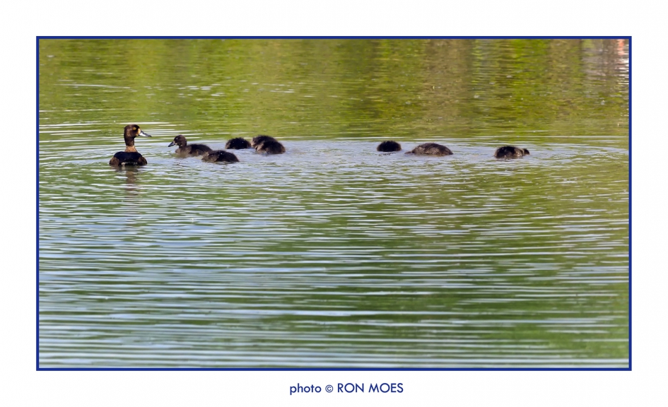 Moeder Kuifeend - Vogels - Kuifeend
