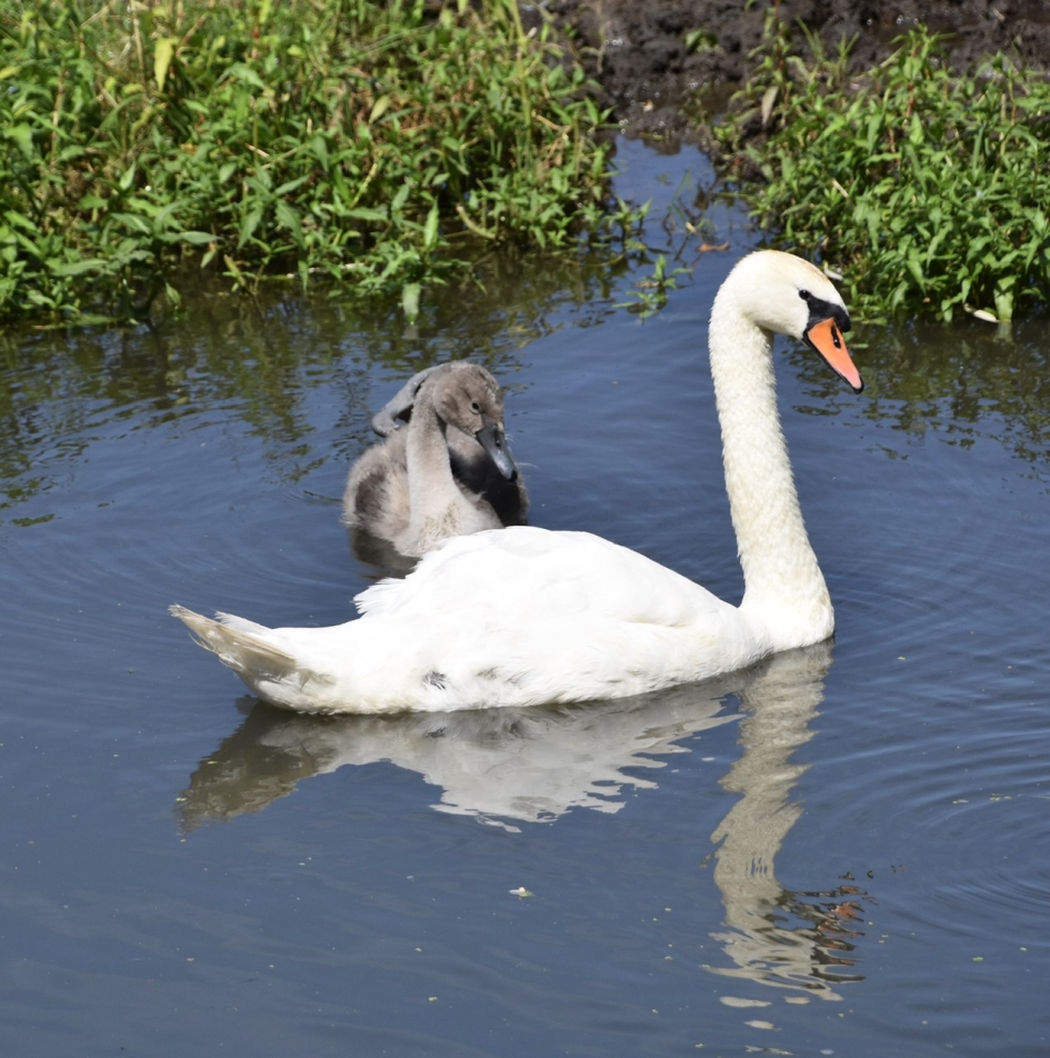Moeder zwaan - Vogels - 