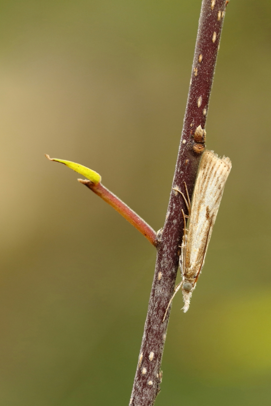 moerasgrasmot - Geleedpotigen - moerasgrasmot