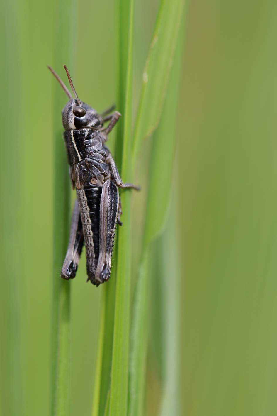 moerassprinkhaan -nimf- - Geleedpotigen - moerassprinkhaan