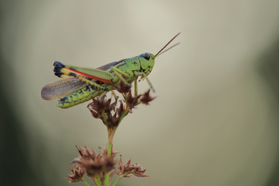moerassprinkhaan - Geleedpotigen - moerassprinkhaan