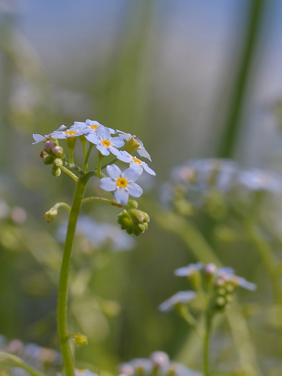 moerasvergeet-mij-nietje - Planten - moerasvergeet-mij-nietje
