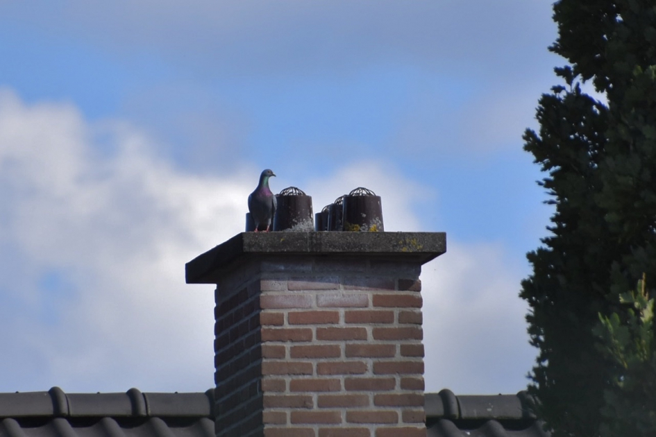 Mooi overzicht plek.... - Vogels - 