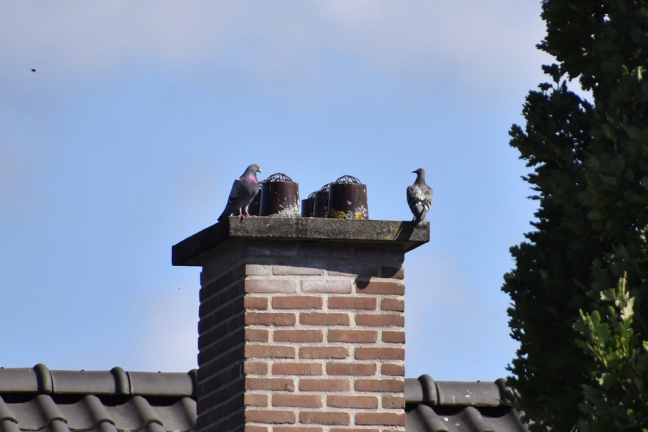 Mooie roze borst van de houtduif.. - Vogels - 