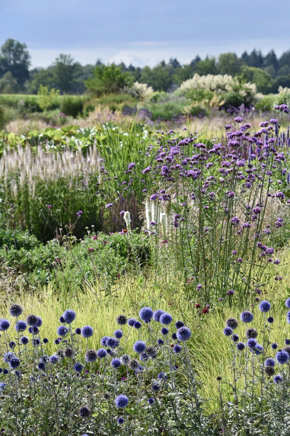 Mooie tuin.. - Planten - 