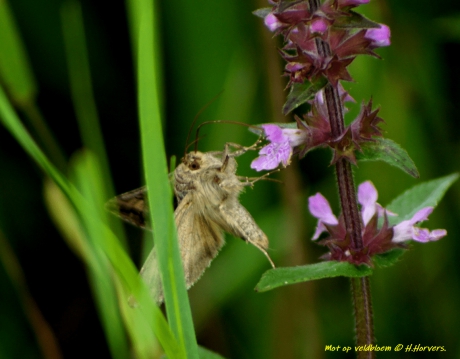 Mot op veldbloem.