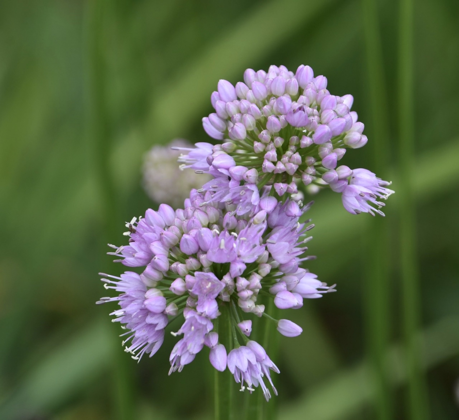 Allium, Summer beauty - Planten - 