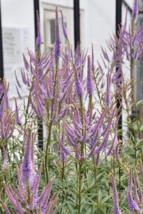 Veronicastrum-Ereprijs