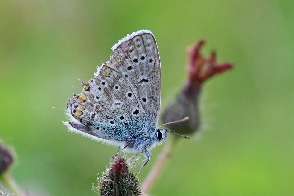 Na veel vlieguren.. - Geleedpotigen - 