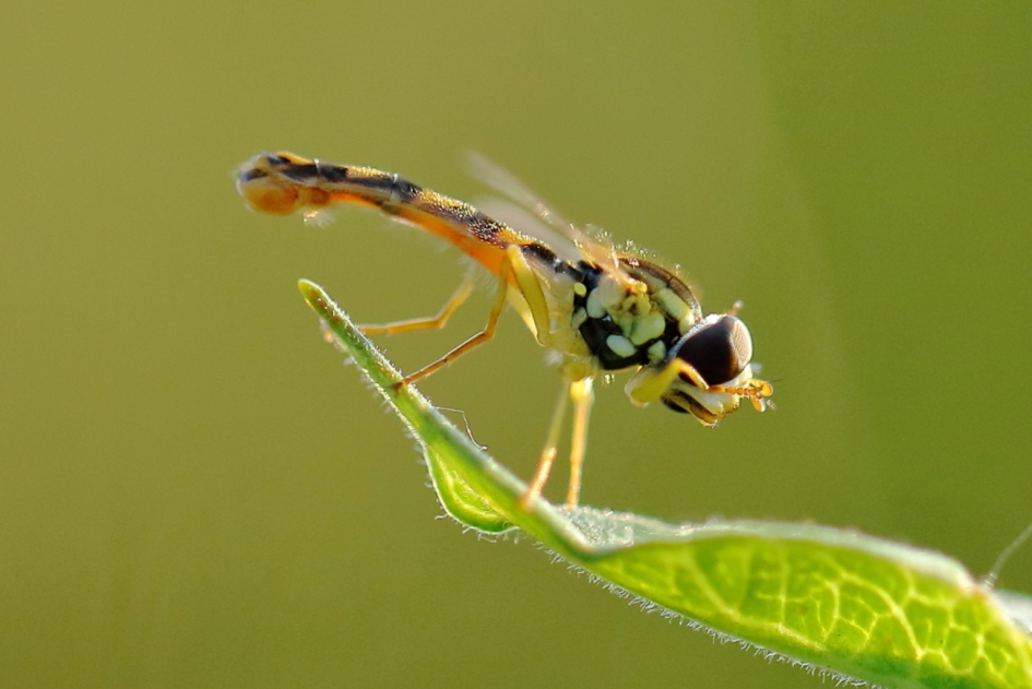 net wakker - Geleedpotigen - grote langlijf