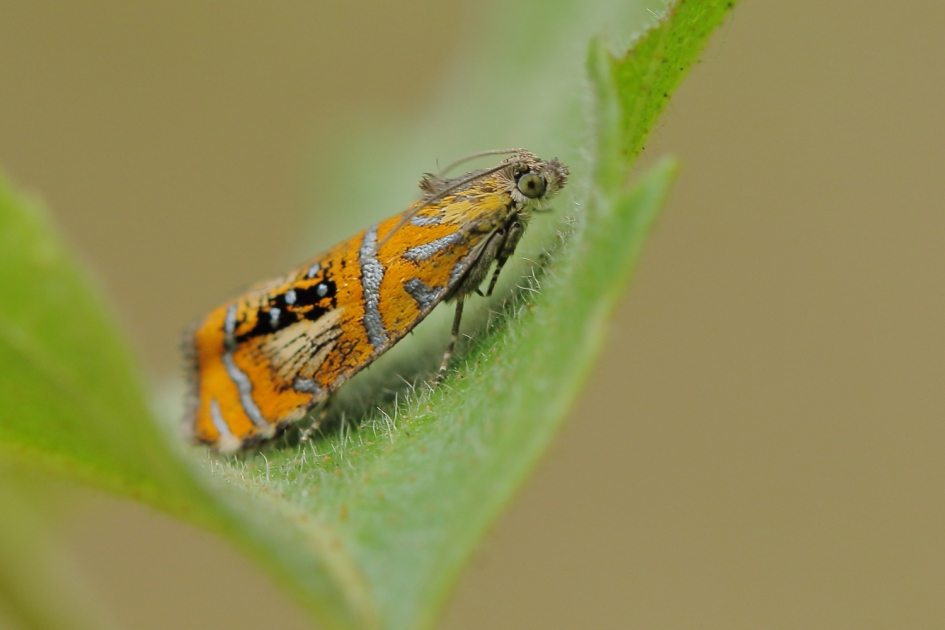Nog even te zien - Geleedpotigen - geisha