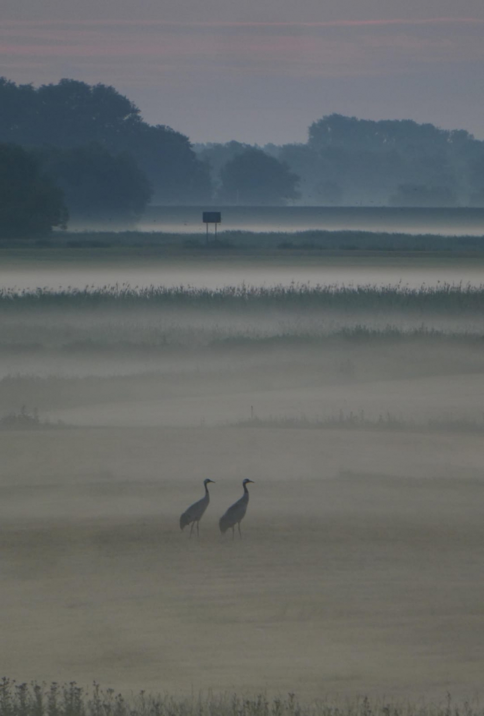 Ochtend aan de Elbe - Vogels - Kraanvogels