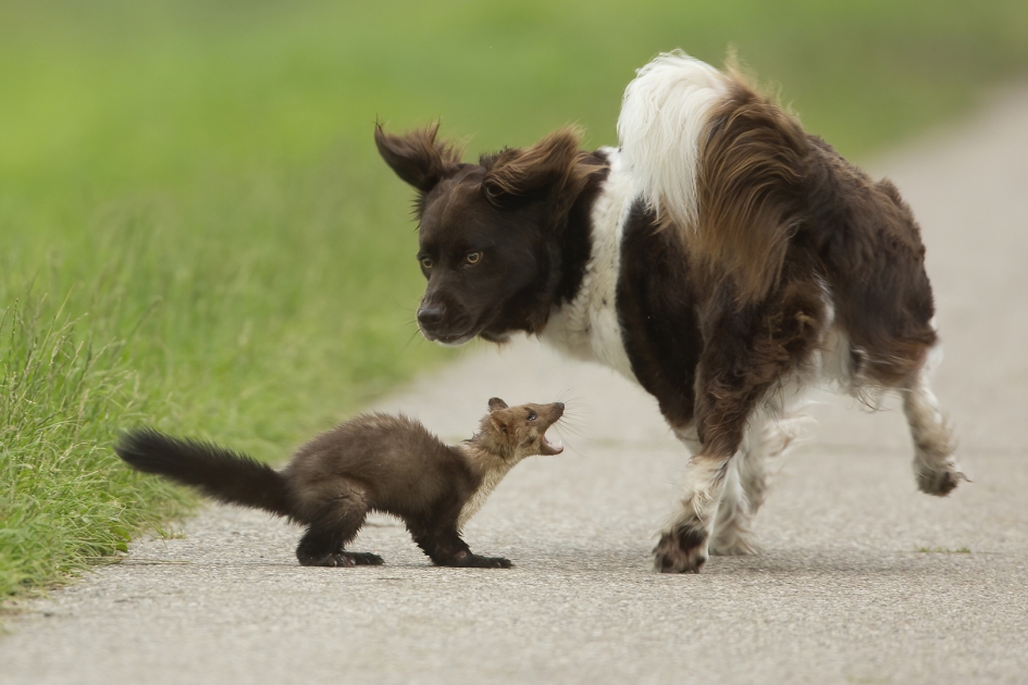 On the border ... - Zoogdieren - Steenmarter