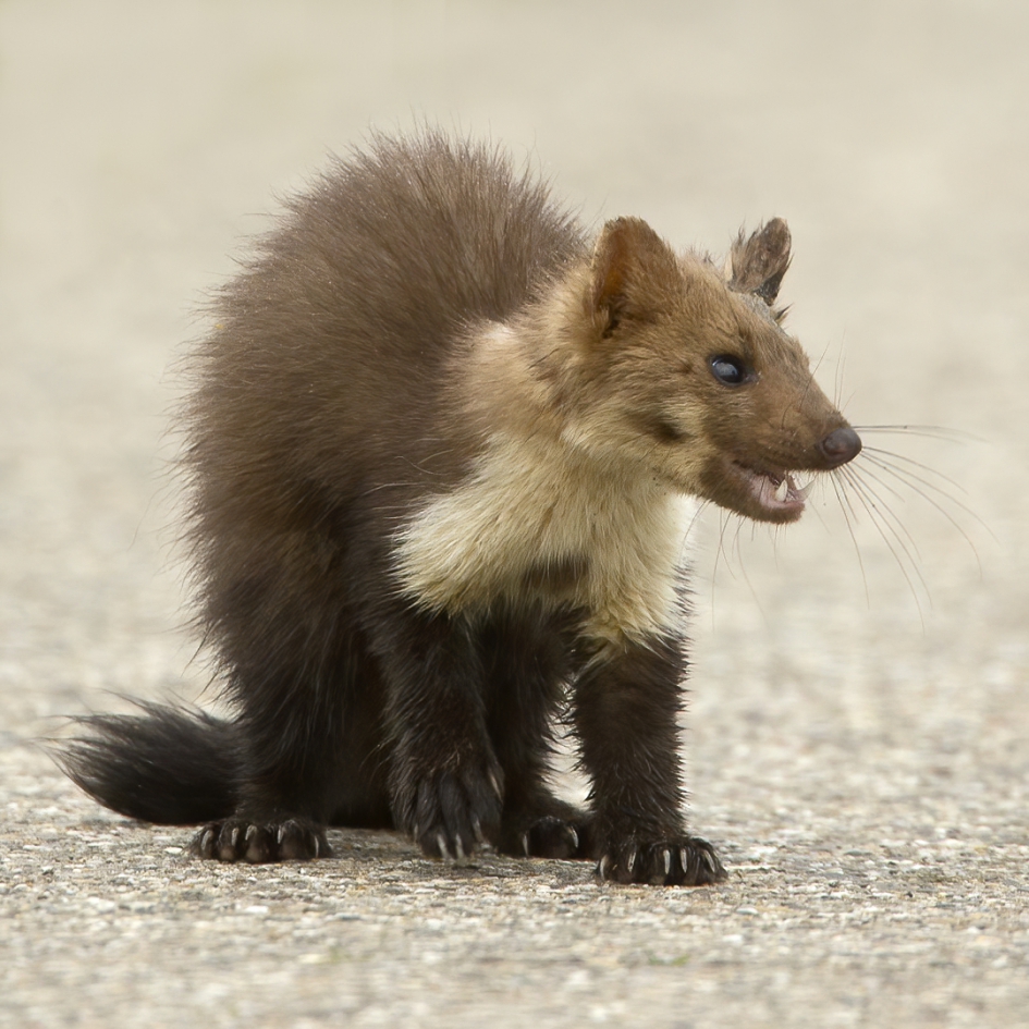 On the border II - Zoogdieren - Steenmarter