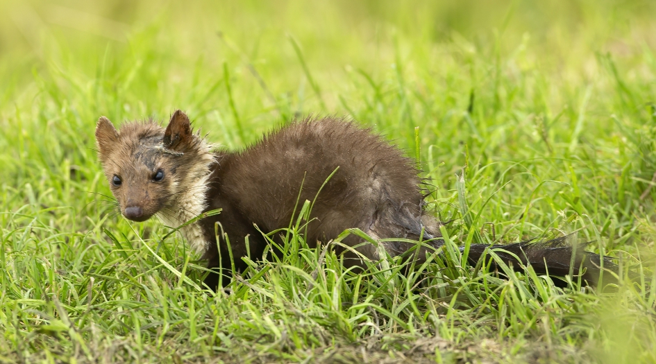 On the border IV - Zoogdieren - Steenmarter