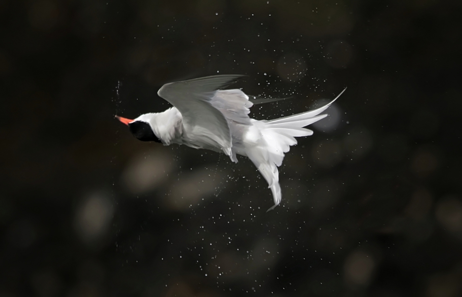 Ondersteboven! - Vogels - Visdiefje