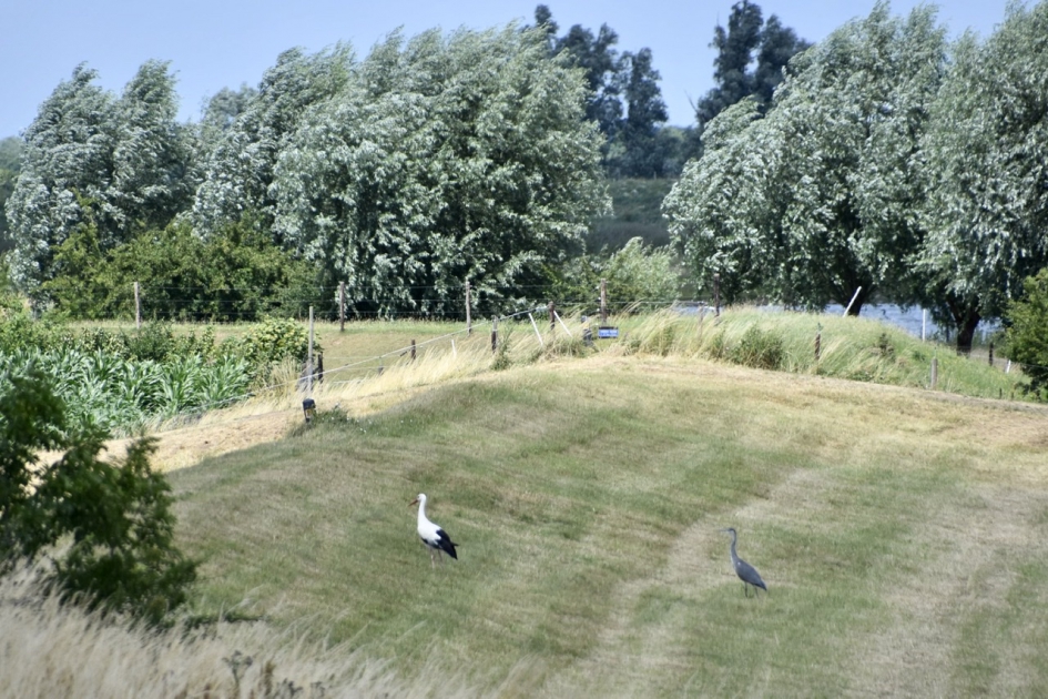 Ooievaar en blauwe reiger - Vogels - 
