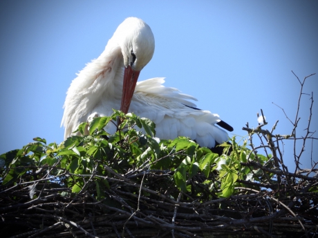 Ooievaar in Retranchement