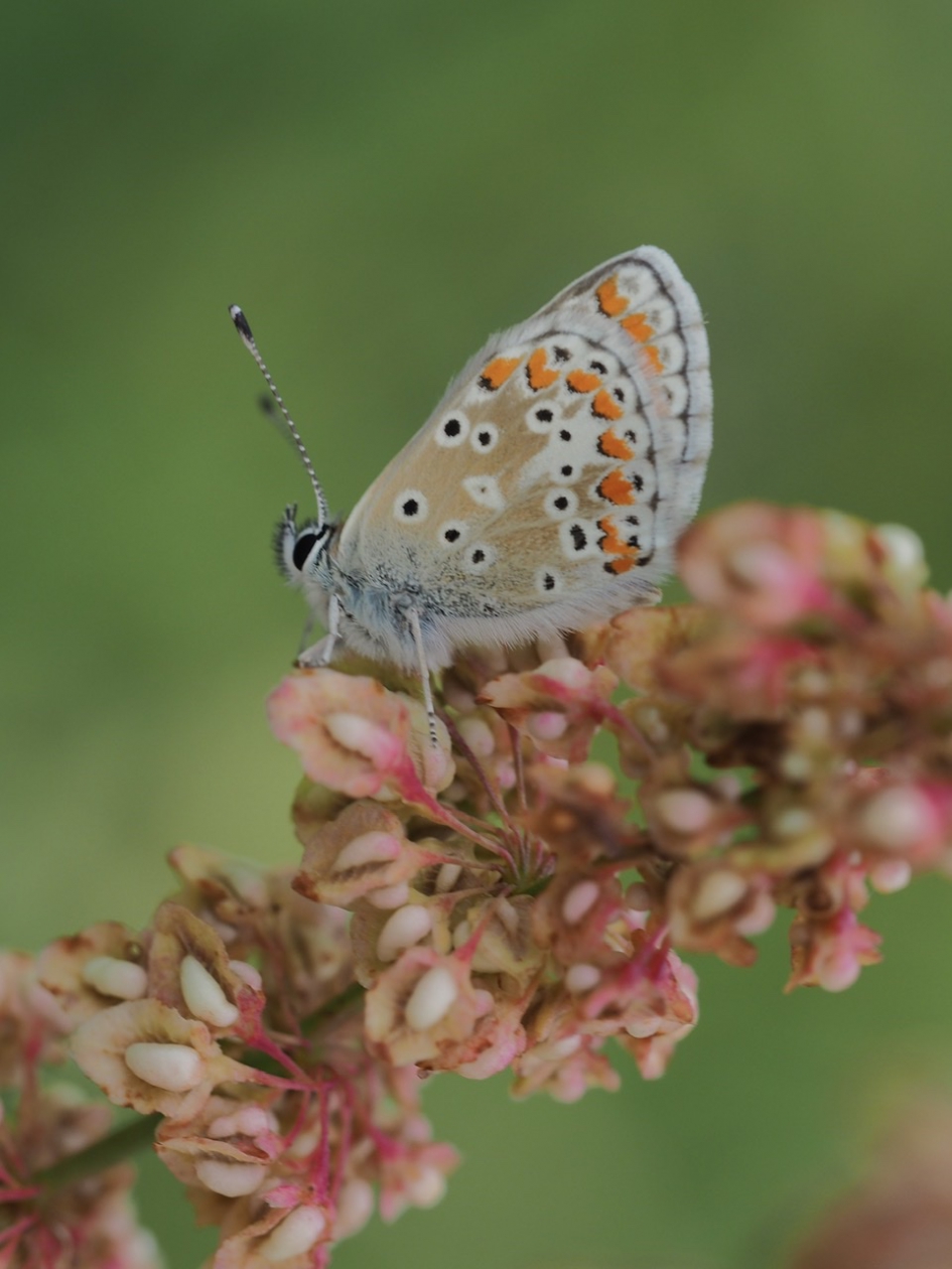 Op de zuring - Geleedpotigen - Bruin blauwtje