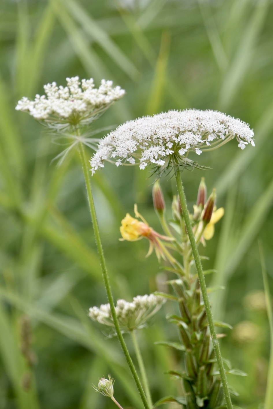 Peen en teunisbloem - Planten - 