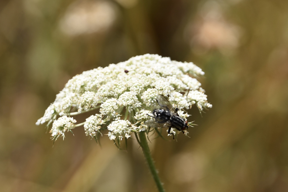 Peen met bezoek - Planten - 