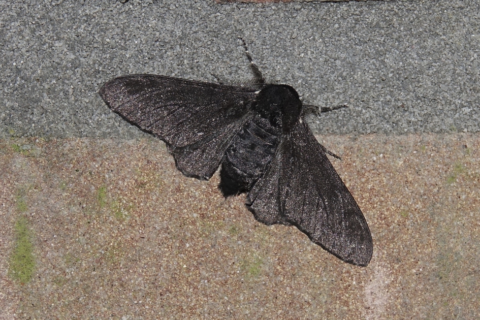 Peper-en-Zout in het zwart - Geleedpotigen - Peper-en-Zoutvlinder