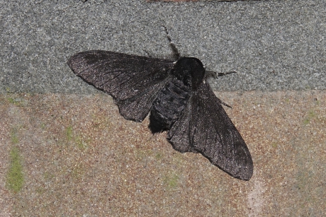 Peper-en-Zout in het zwart