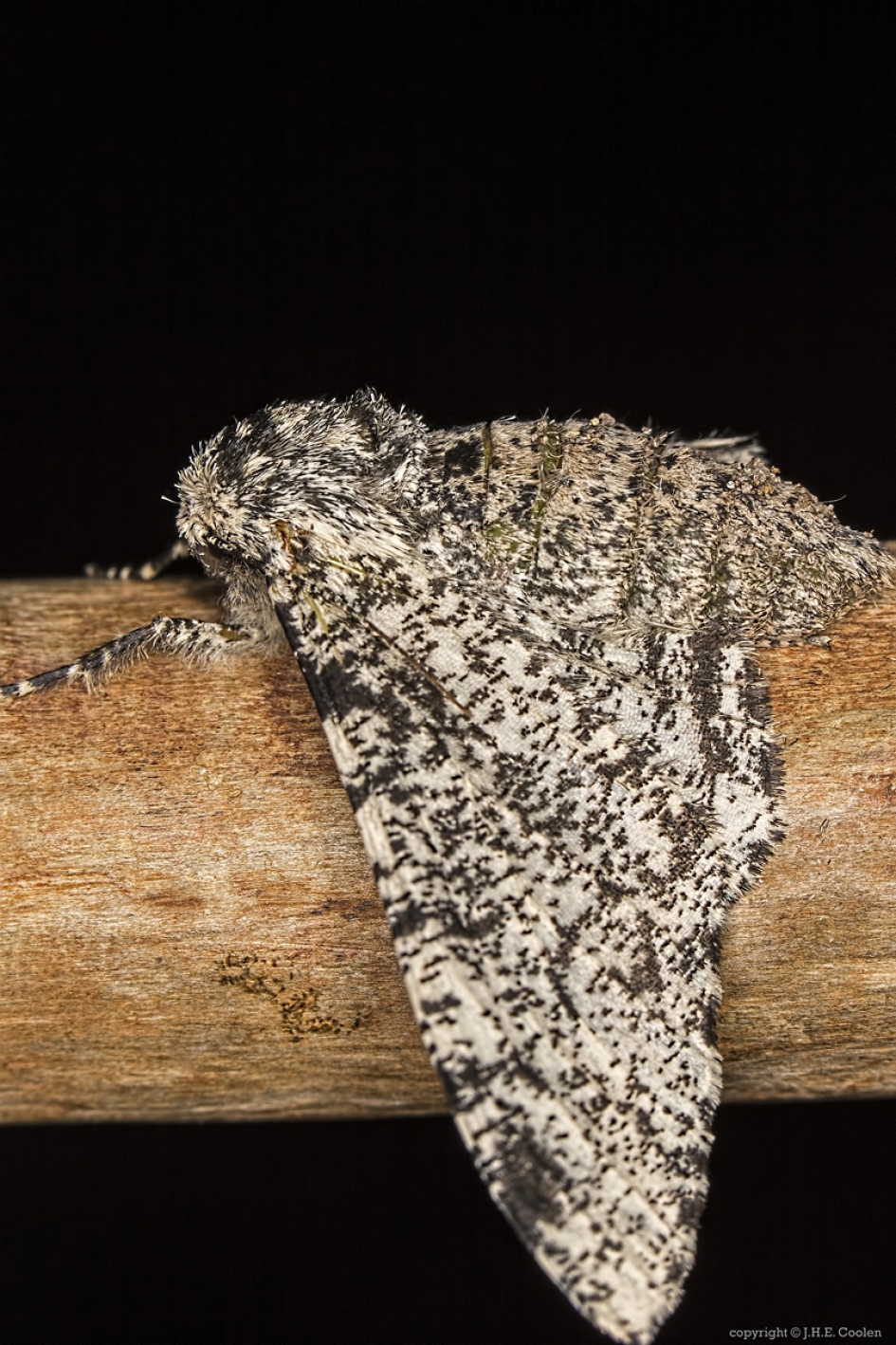 Peper-en-zoutvlinder (Biston betularia) - Geleedpotigen - Peper-en-zoutvlinder