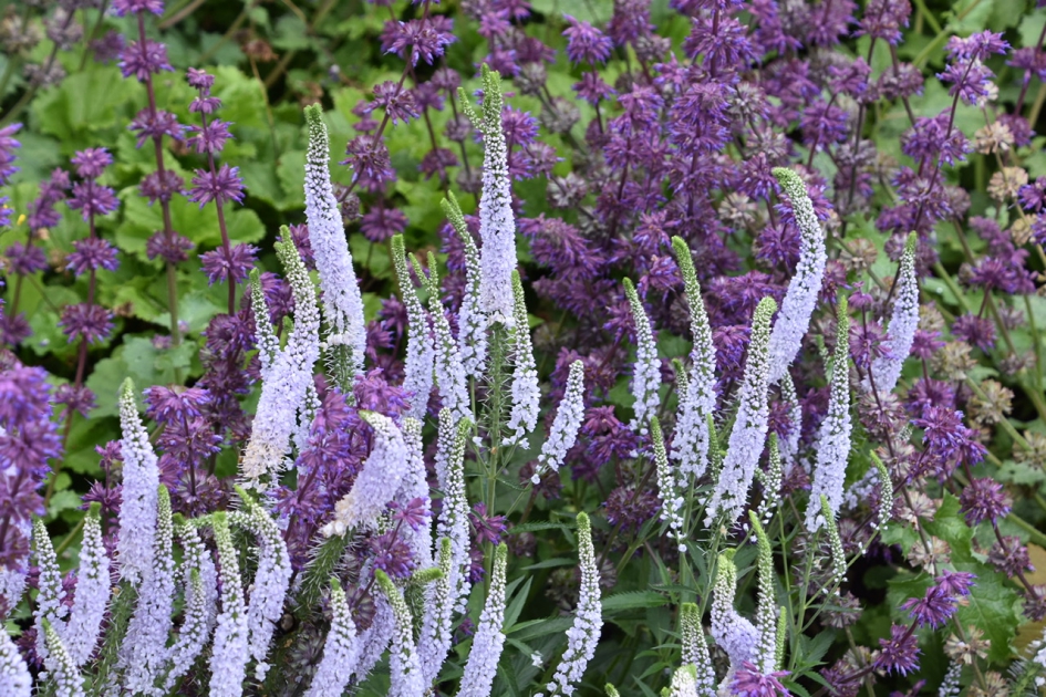 Piet Oudolf collectie - Planten - 