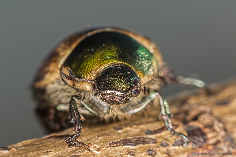 Portret van een..... - Geleedpotigen - bladsprietkever